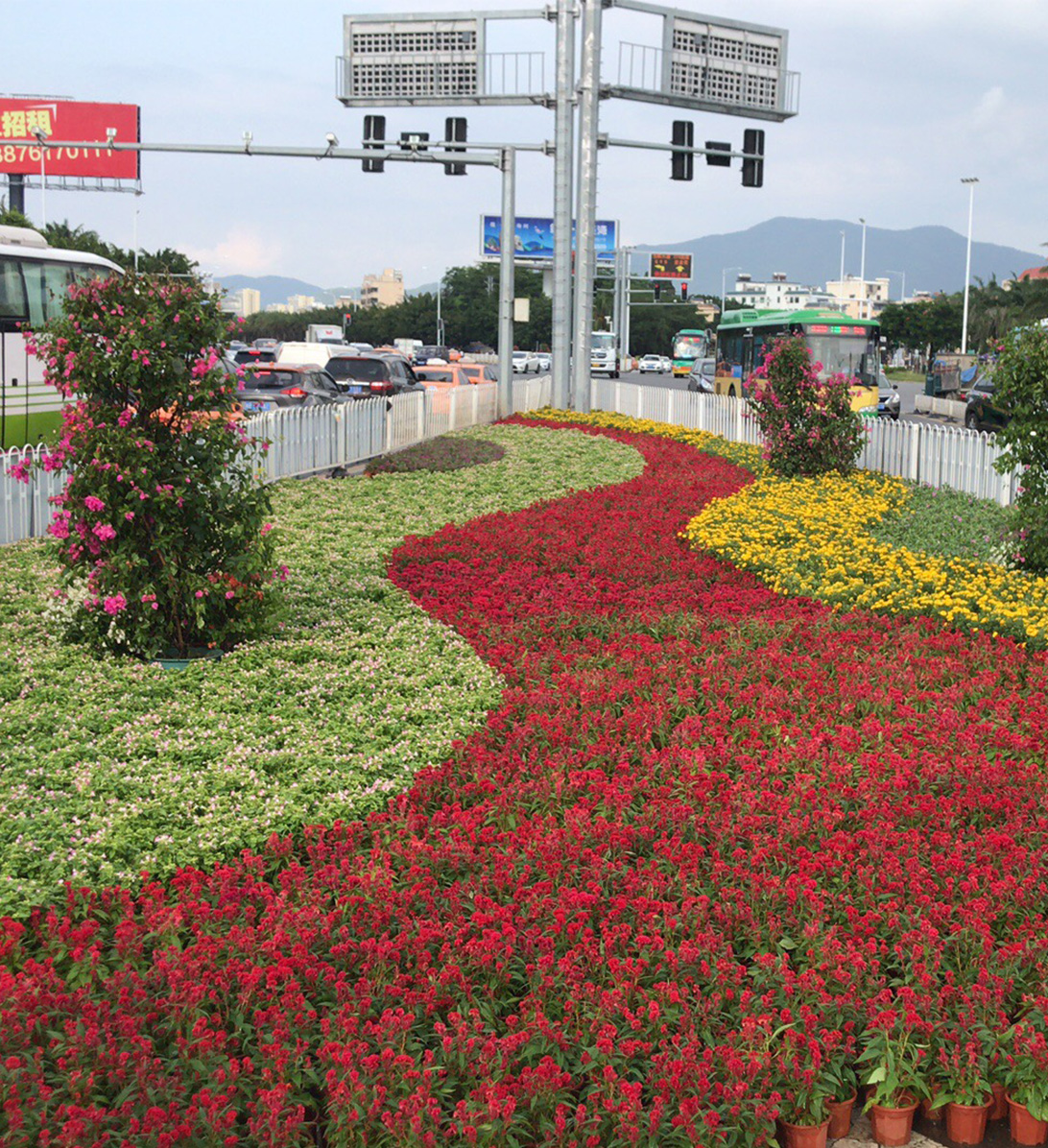 項目展示圖