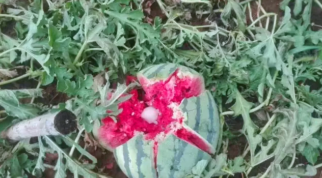 開元集團用行動幫扶洛寧瓜農